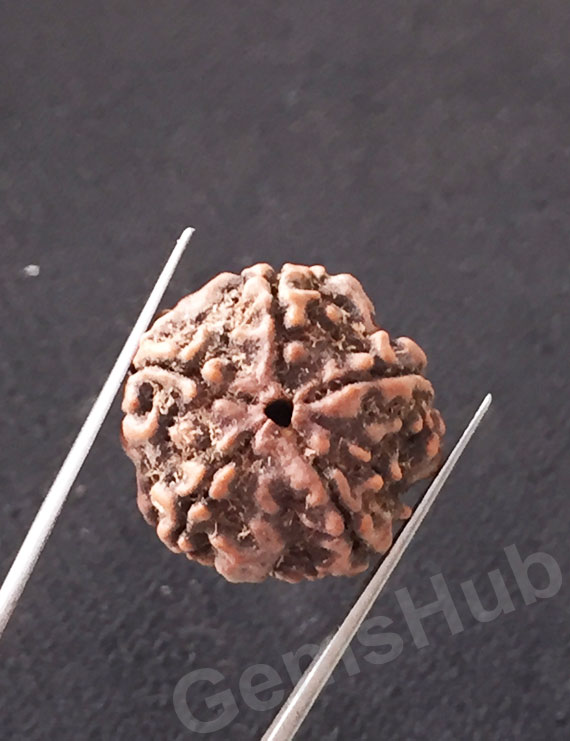 5 Mukhi Natural Certified Rudraksha Size- 20.70 mm Premium